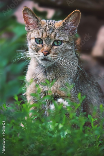 Wallpaper Mural European wild cat portrait Torontodigital.ca
