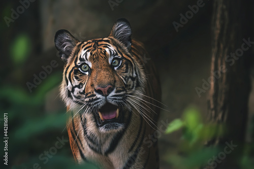 Sumatran tiger close up