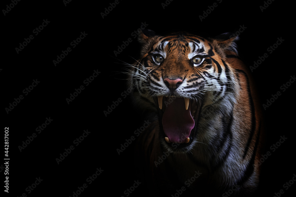 Obraz premium Sumatran tiger close up