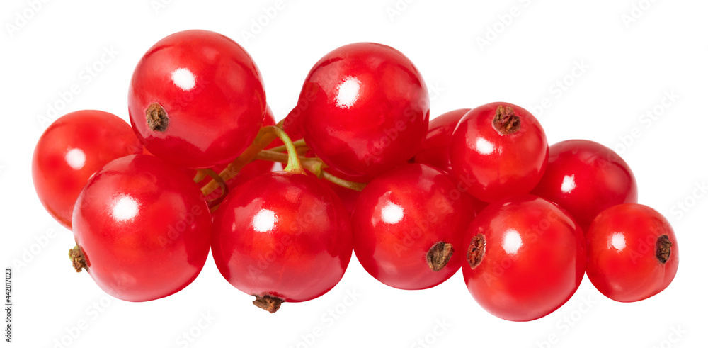 red currant isolated on the white background red currant isolated on the white background