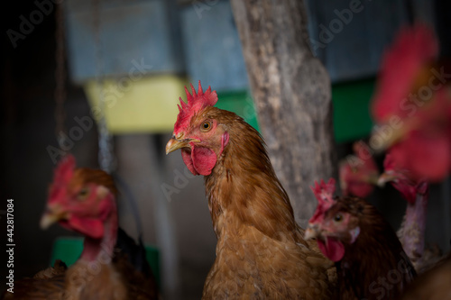 Detail of the head of a happy and healthy chicken. © GeorgeVieiraSilva