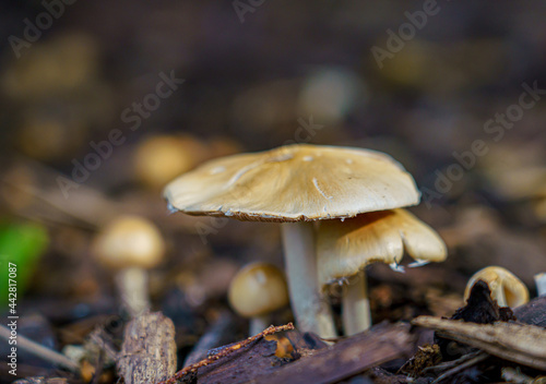 close up of wild mushrooms
