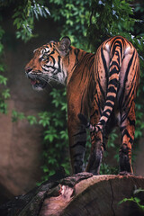 Fototapete Khaki Sumatra-Tiger im Nahaufnahme-Porträt  © Sangur