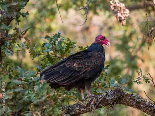 Turkey Vulture perched on Valley Oak tree 2