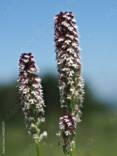 Brand-Knabenkraut (Neotinea ustulata) photo