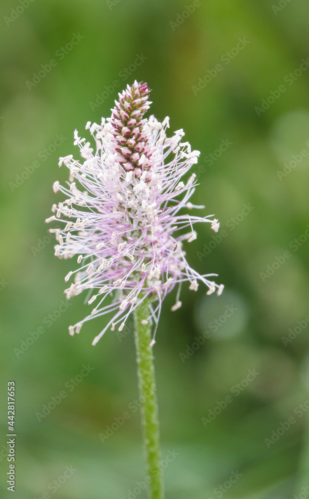 close up of a Hoary plantain growing wild on the grasslands of Salisbury Plain, UK 