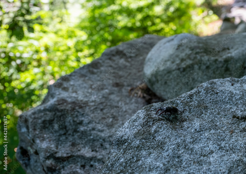 Hirschkäfer auf dem Felsen