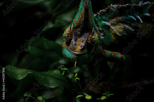 The green chameleon on a tree in the forest. World Wildlife Day, nature, forest conservation, ecology concept. Natural colorful background.