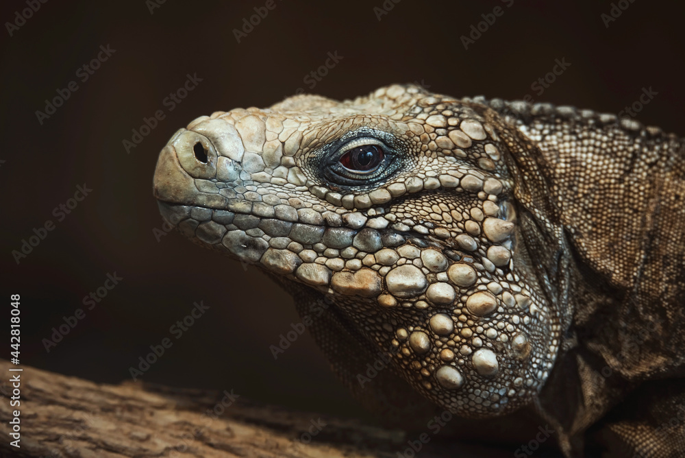 close up of a lizard