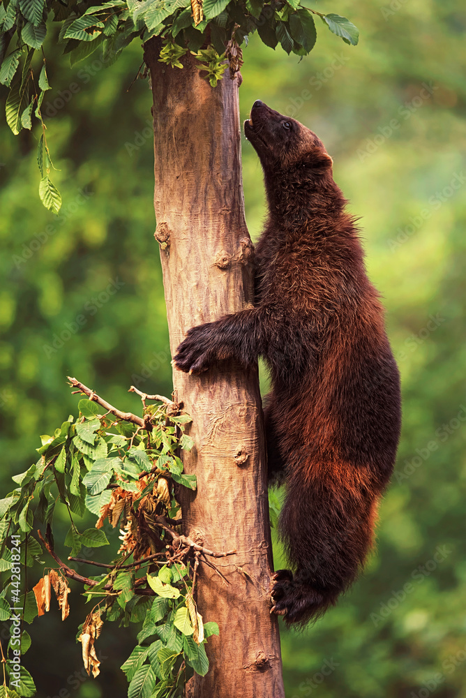 Obraz premium Wolverine detail portrait