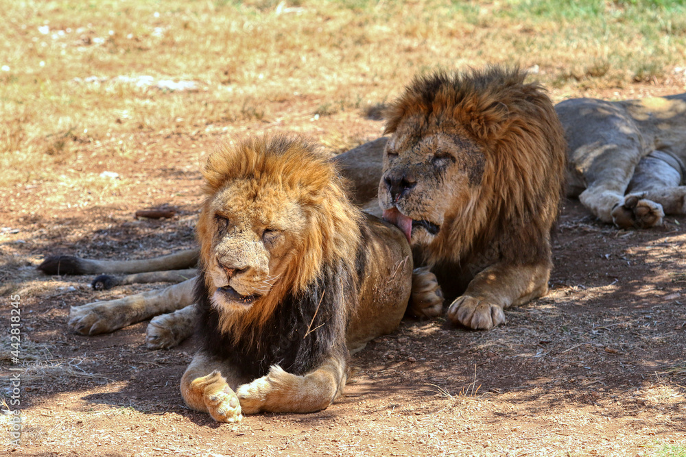 A lion licks another lion's butt. Two adult lions A lion licks another lion's butt. Two adult lions