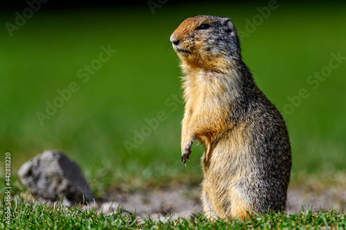 Columbian ground squirrel (Urocitellus columbianus) standing at the entrance of its burrow in Ernest Calloway Manning Park, British Columbia, Canada. photo