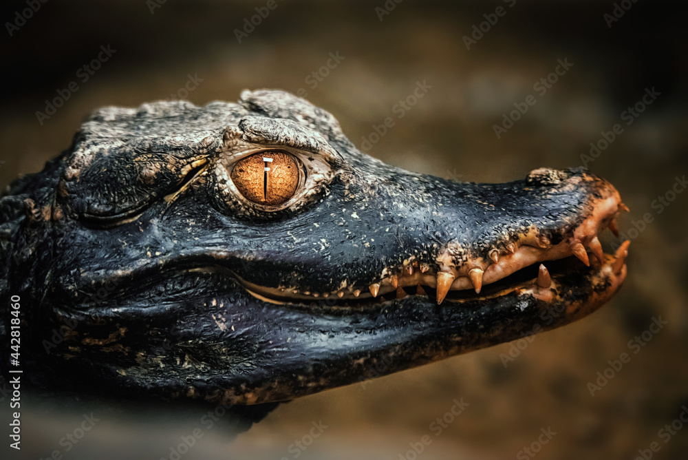 Fototapeta premium head of a crocodile
