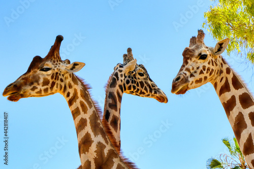 Close up of three giraffes © Massimo Todaro