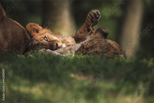 Photography Lion close up