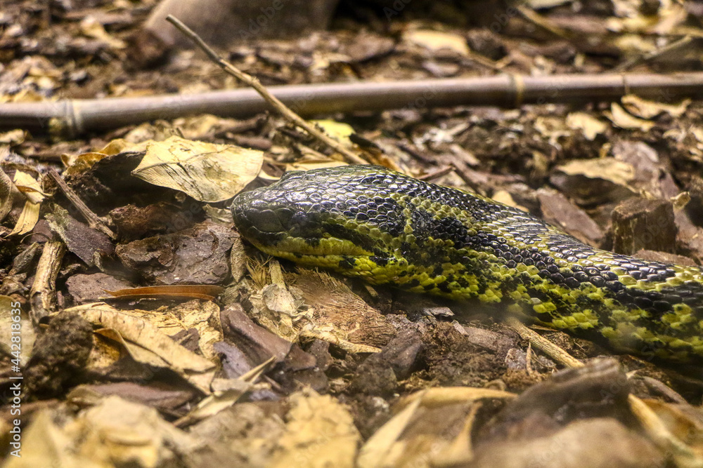 Naklejka premium Portrait of a yellow anaconda in a reptile house
