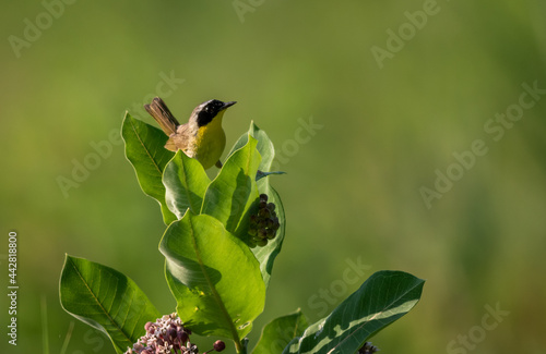 Common Yellowthroat Warbler (Geothlypis trichas) on Common Milkweed (Asclepias) with clean soft background on early summer morning photo