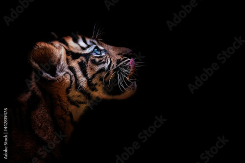 portrait of a tiger suumatran