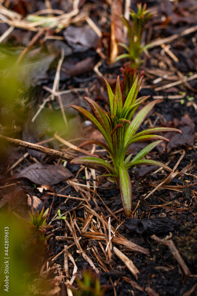 Fototapeta premium Ivan tea sprouts in early spring, fireweed sprouts