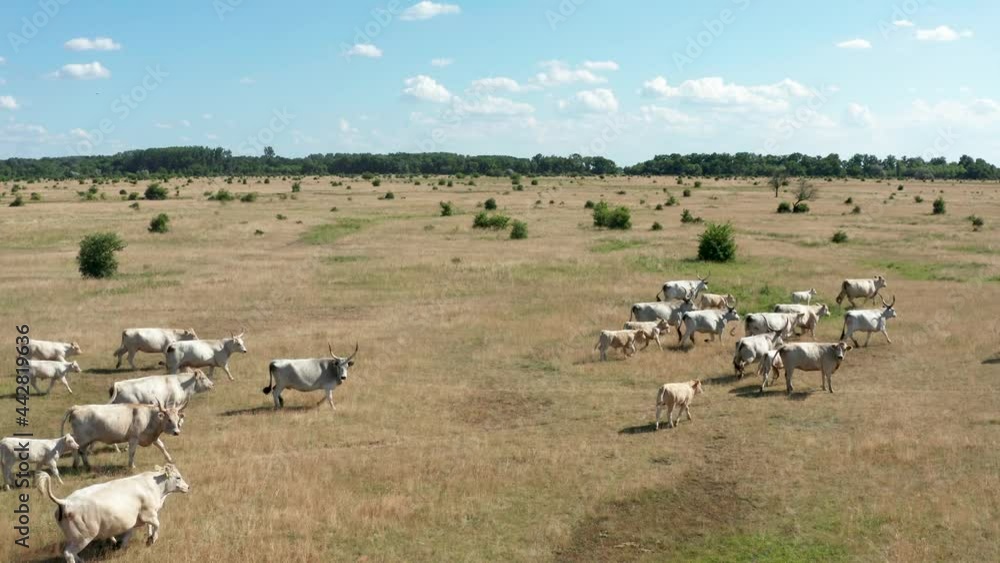 A herd of Hungarian Grey Cattle (Hungarian: Magyar Szürke Marha), also known as Hungarian Steppe Cattle, is an ancient breed of domestic beef cattle indigenous to Hungary. In Hortobágy National Park, A herd of Hungarian Grey Cattle (Hungarian: Magyar Szürke Marha), also known as Hungarian Steppe Cattle, is an ancient breed of domestic beef cattle indigenous to Hungary. In Hortobágy National Park,