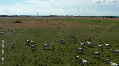 A herd of Hungarian Grey Cattle (Hungarian: Magyar Szürke Marha), also known as Hungarian Steppe Cattle, is an ancient breed of domestic beef cattle indigenous to Hungary. In Hortobágy National Park,  photo