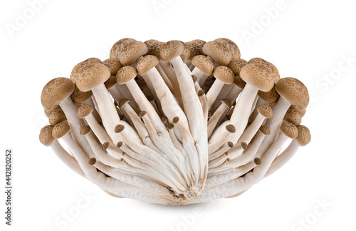Buna shimeji mushroom isolated on white background