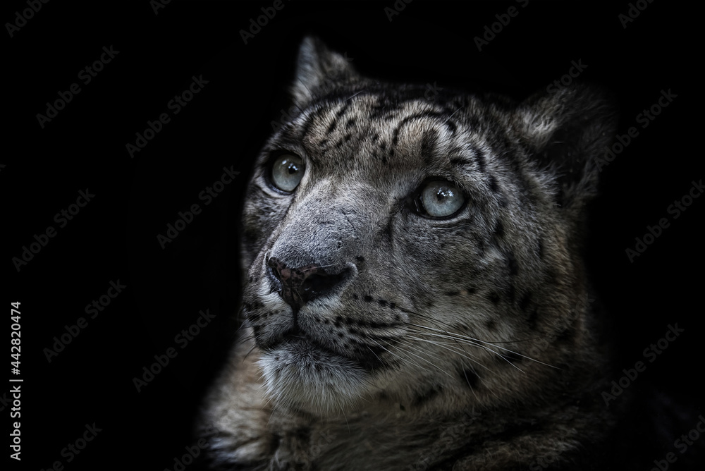 portrait of a snow leopard portrait of a snow leopard