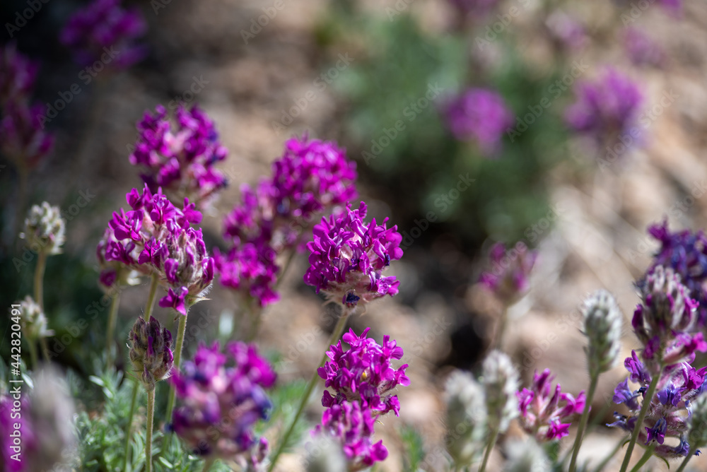 High Mountain Pink and Purple Flowers in Montana High Mountain Pink and Purple Flowers in Montana