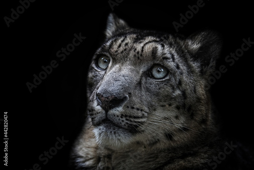 portrait of a snow leopard