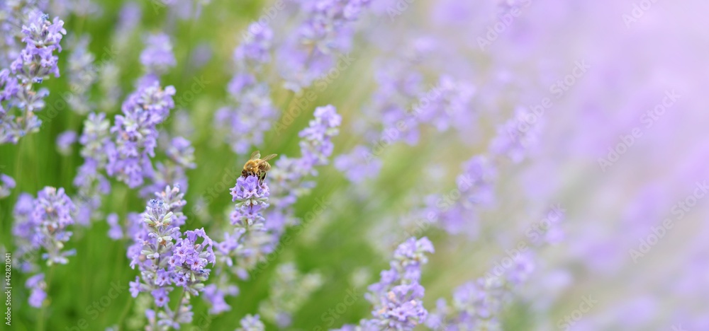 Honey bee pollinates lavender flowers in a field. Lavender on a summer day as a floral background. Selective focus.