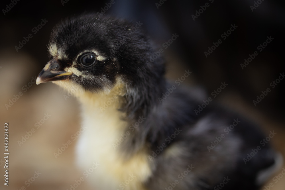 Fototapeta premium baby chick in run