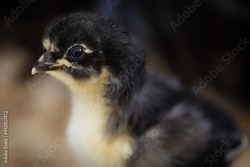 baby chick in run