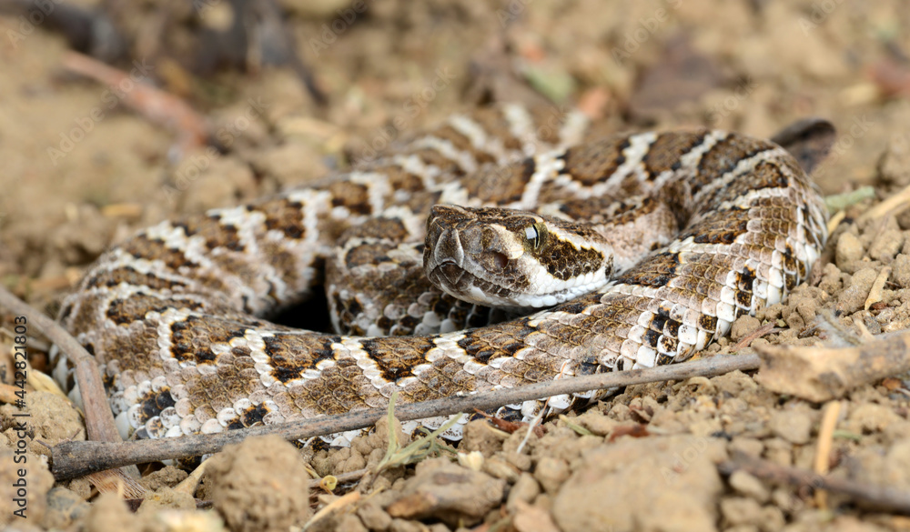 Southern Pacific Rattlesnake (Crotalus helleri). Southern Pacific Rattlesnake (Crotalus helleri).