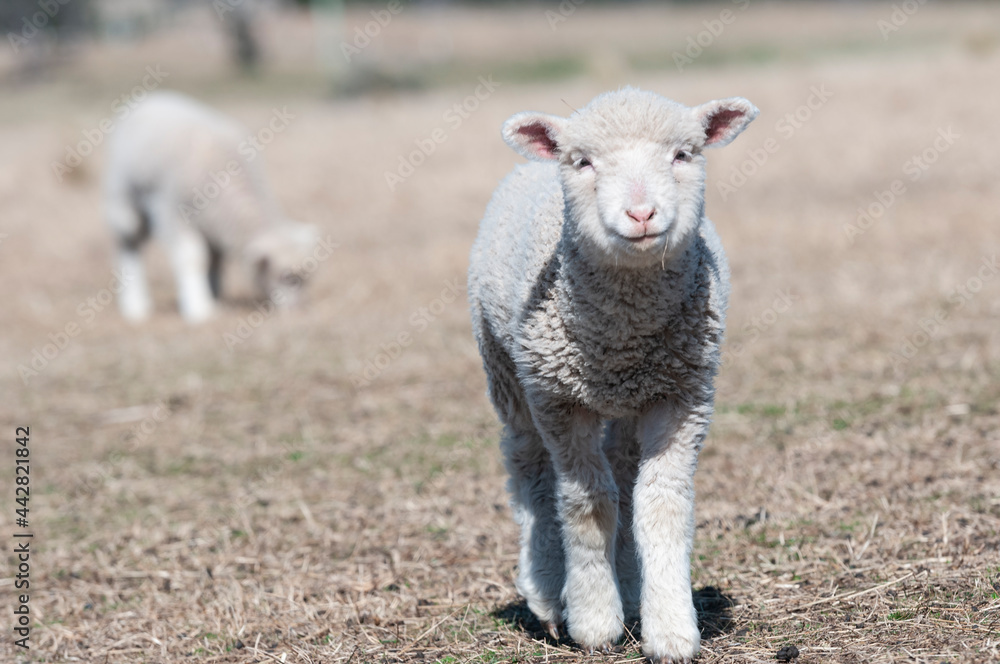sheep, lamb, farm, animal, grass, field, agriculture, wool, ewe, livestock, farming, white, spring, green, mammal, meadow, young, pasture, nature, animals, rural, cute, grazing, looking, countryside, sheep, lamb, farm, animal, grass, field, agriculture, wool, ewe, livestock, farming, white, spring, green, mammal, meadow, young, pasture, nature, animals, rural, cute, grazing, looking, countryside,