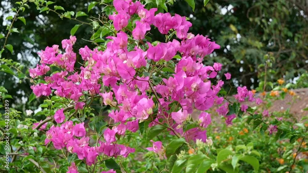 Close-Up beautiful pink Bougainvillea flower in garden Close-Up beautiful pink Bougainvillea flower in garden