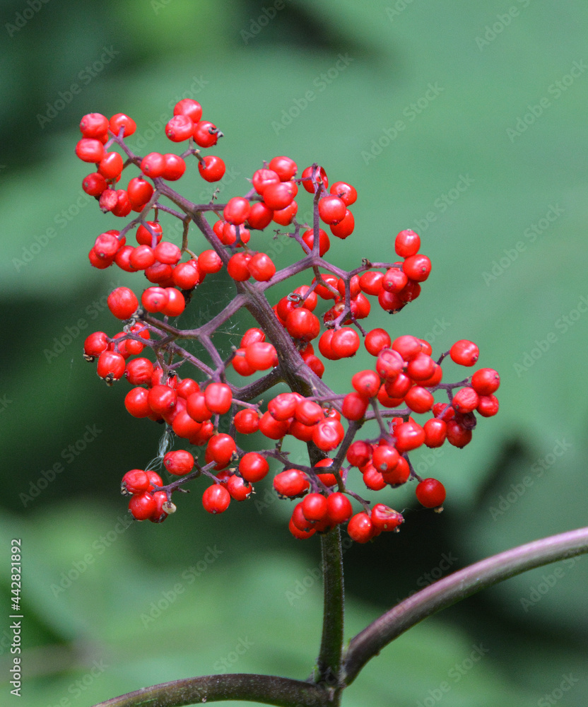 Red Elderberry (Sambucus racemosa) is a large native deciduous shrub or