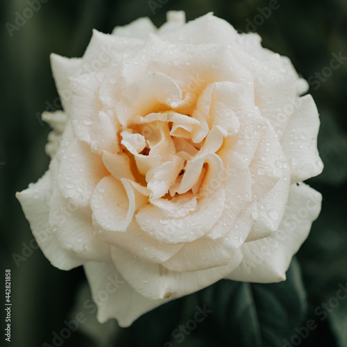 Kwiat róży, szlachetna odmiana