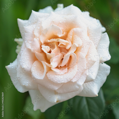 Kwiat róży, szlachetna odmiana