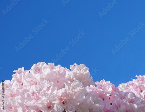 Beautiful and delicate rhododendron pink flowers on blue sky background close up. Evergreen shrub.