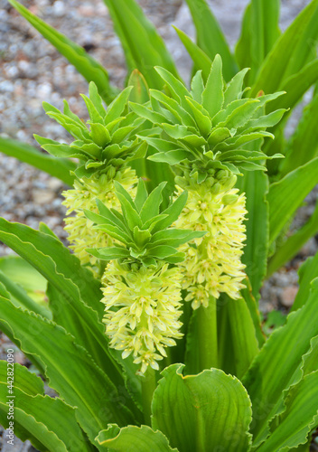 Eucomis humilis is a species of flowering plant in the family Asparagaceae, subfamily Scilloideae, native to KwaZulu-Natal and Lesotho. It was first described by Baker in 1895. photo