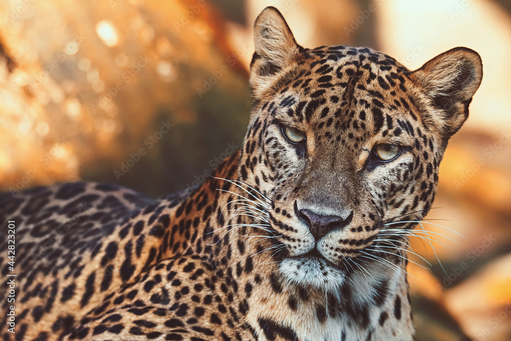 Fototapeta premium Ceylon leopard detail portrait