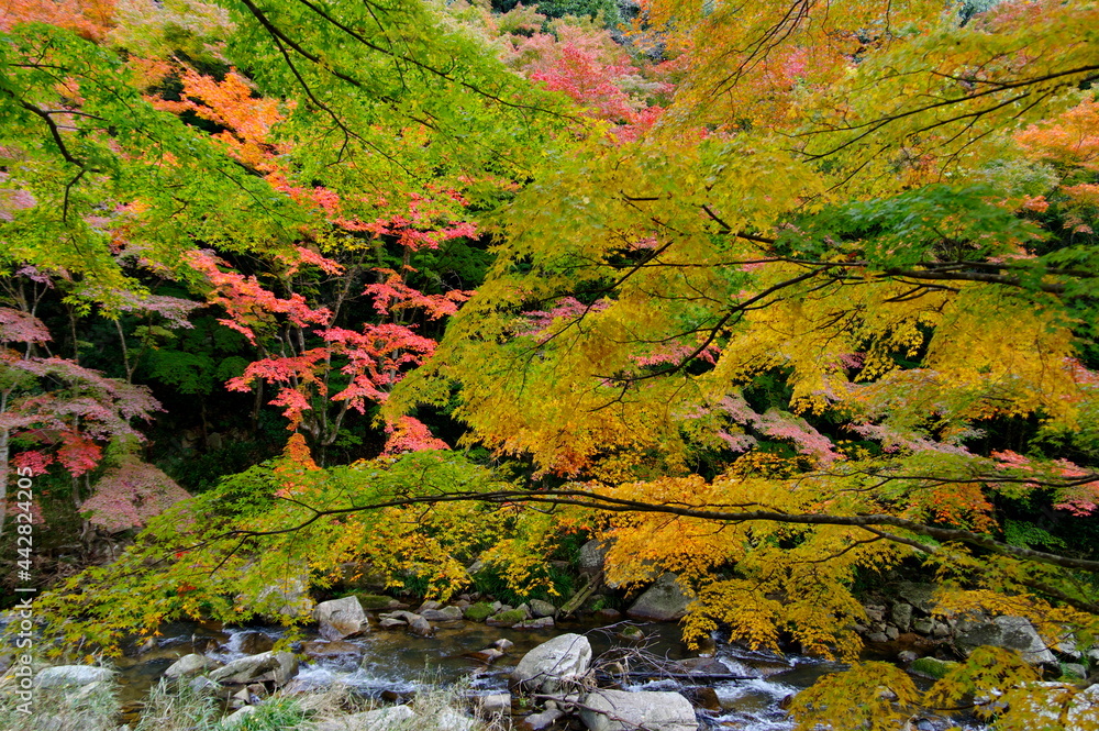 豪渓の秋の彩り