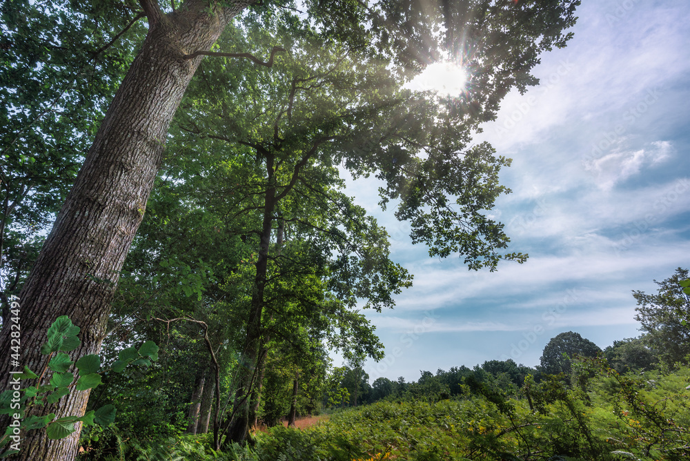 The rising summer sun shines brilliantly through the branches of trees at the edge of Harewood forest,Hampshire,England,United Kingdom. The rising summer sun shines brilliantly through the branches of trees at the edge of Harewood forest,Hampshire,England,United Kingdom.