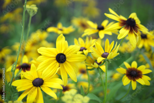 bunch of yellow flowers © Jen