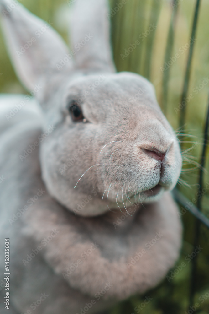 Fototapeta premium Bunny