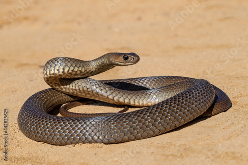 Australian Eastern Brown Snake being defensive photo