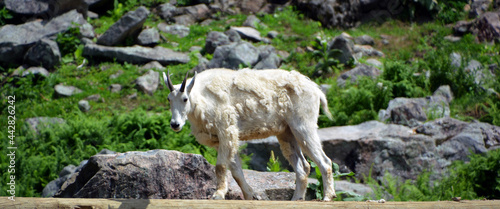 Mountain goat also known as the Rocky Mountain goat, is a hoofed mammal endemic to North America. A subalpine to alpine species it is a sure-footed climber commonly seen on cliffs and ice. photo