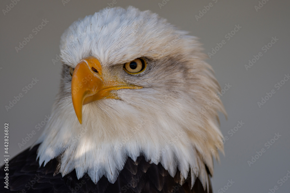 Obraz premium Bald Eagle Portrait