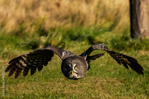 Great Grey Owl in Flight