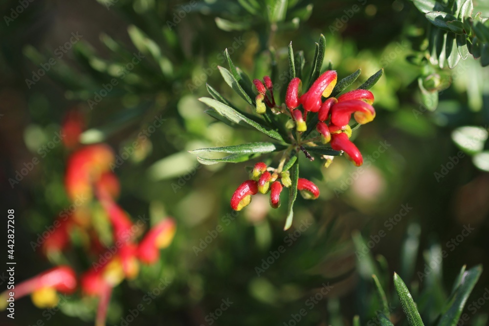 Obraz premium Grevillea 'Bonnie Prince Charlie' (Grevillea rosmarinifolia x alpina), South Australia 